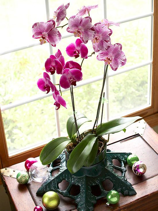Winter blühende Blumen orchidee topf eisen pflanzenständer grün