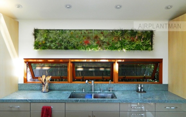 airplantman joshrosen vertikale mini Gärten innenbereich küche