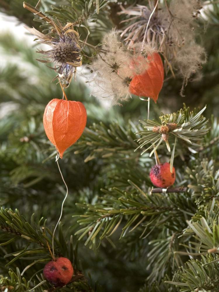 deko zu weihnachten lampionblume orange farbe naturmaterialien basteln