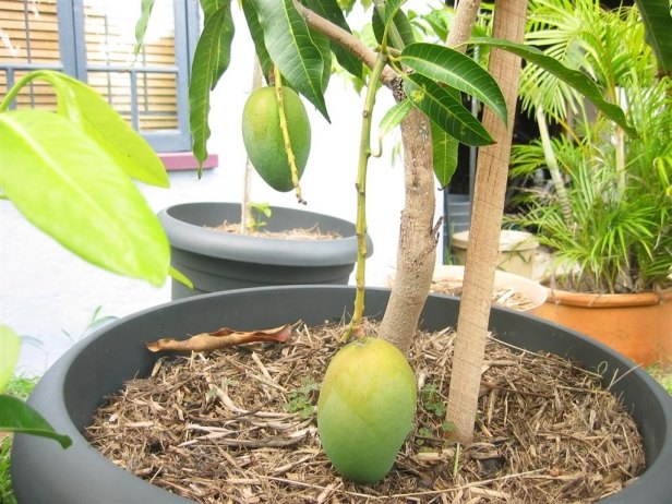 mango exotische Obstbäume Topf pflanzen