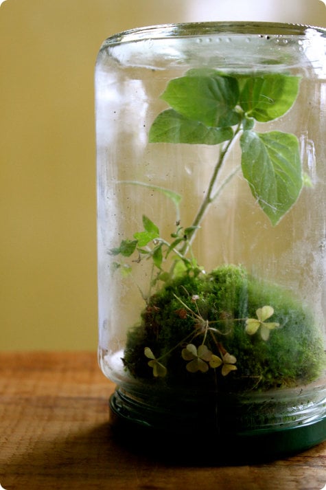 mini terrarium marmeladenglas auf kopf gestellt moos