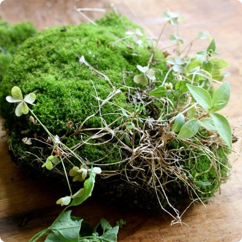 mini terrarium selbstgemacht idee moos  pflanzen