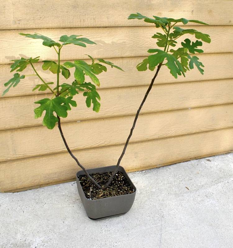 obstbaume-topf-sorten-anpflanzen-feige-pflanzenkuebel-klein-dekorativ