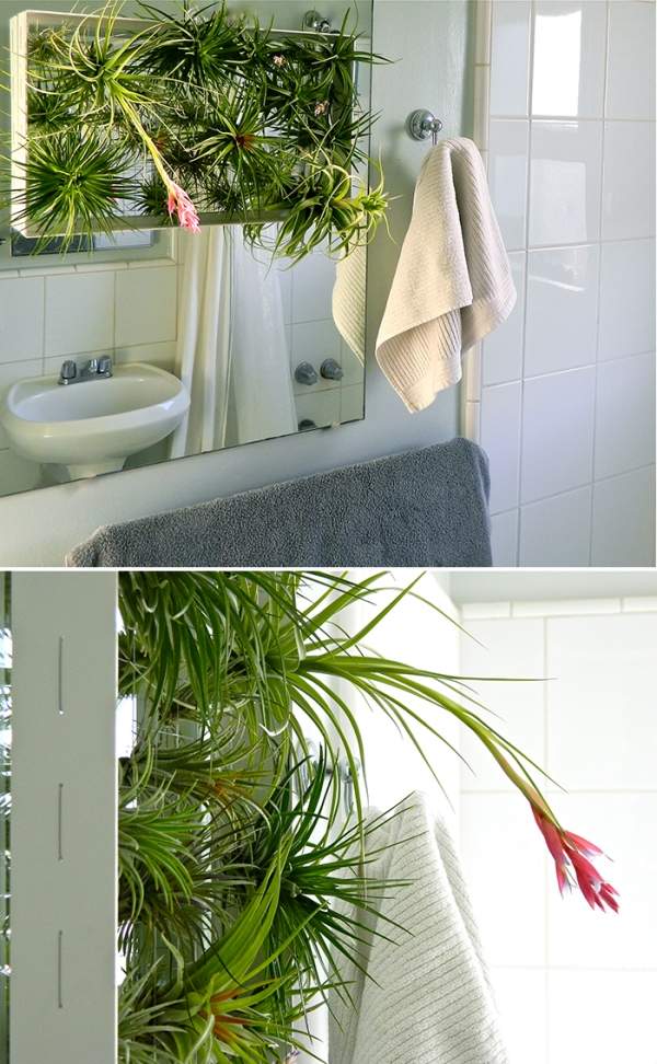 vertikaler mini garten badezimmer zierpflanzen tillandsien