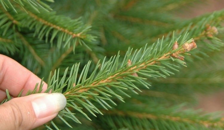 weihnachtsbaum auswählen nadeln tannenzweig test tipps
