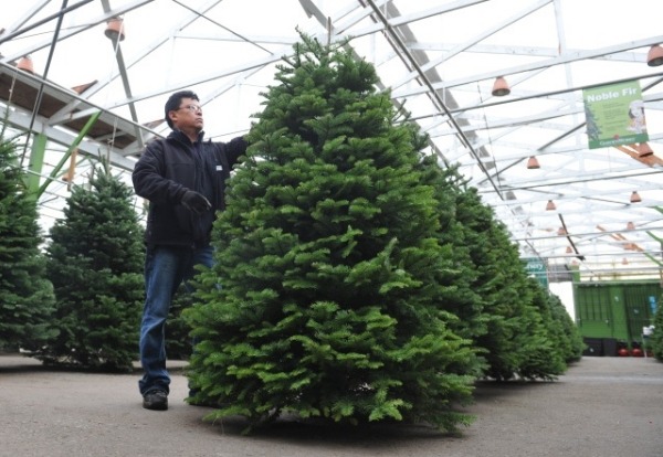 weihnachtsbaum auswählen größe frisches grün
