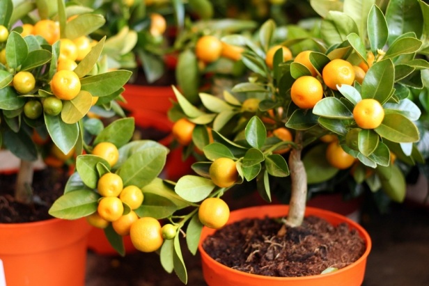 zitrusbäume Topf anbauen mandarine haus