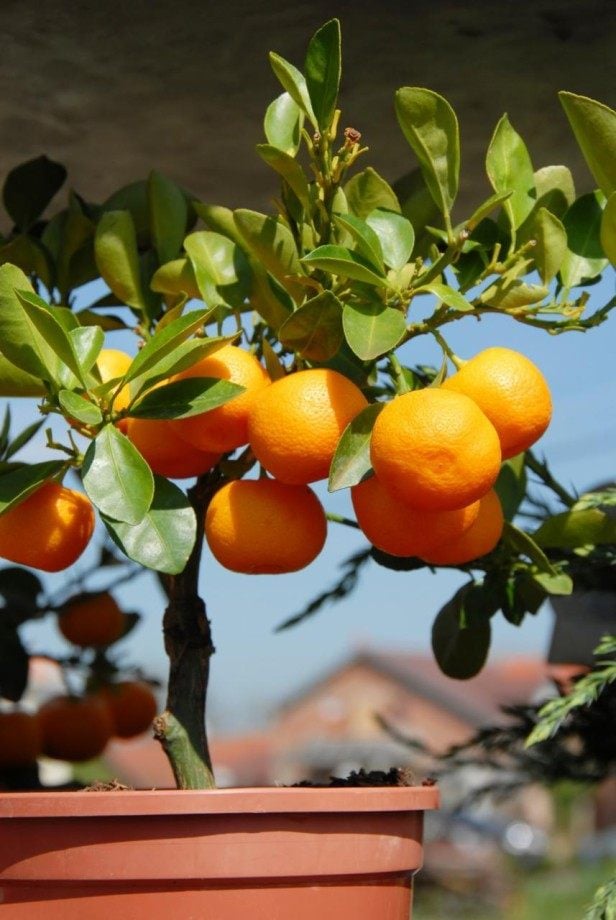 zwerg zitrusbäume kübel pflanzen orange