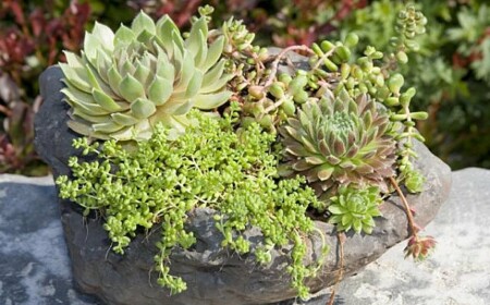 Steinkübel Sukkulente Zimmerpflanzen pflegen originelle Deko Idee