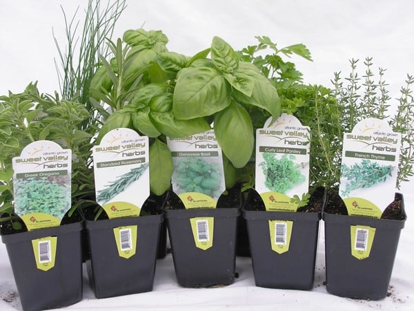 aromatische Küchenkräuter Gewürze Anpflanzen Bewässern-Blumentöpfe Kunststoff
