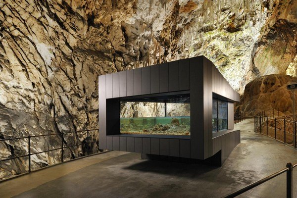 Grottenolm Tierarten Sehenswürdigkeiten Europas Slowenien