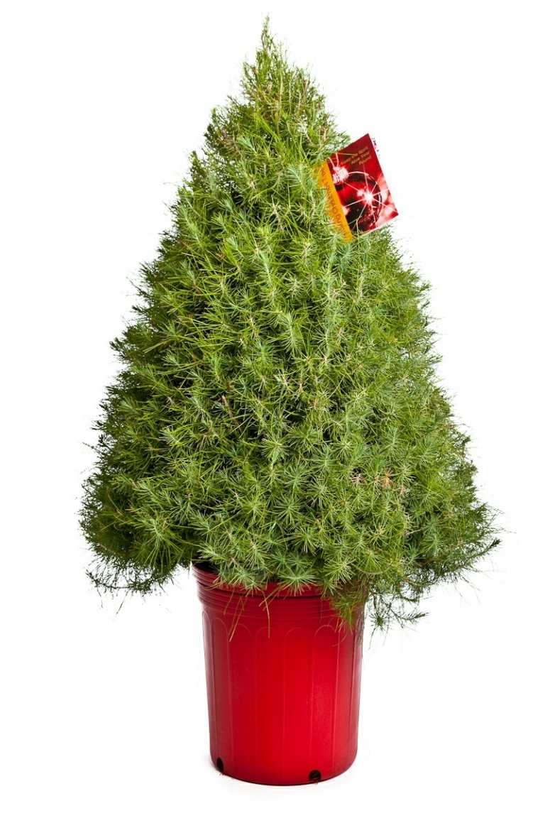 weihnachtsbaum im topf aleppokiefer blumentopf rot geschenk idee