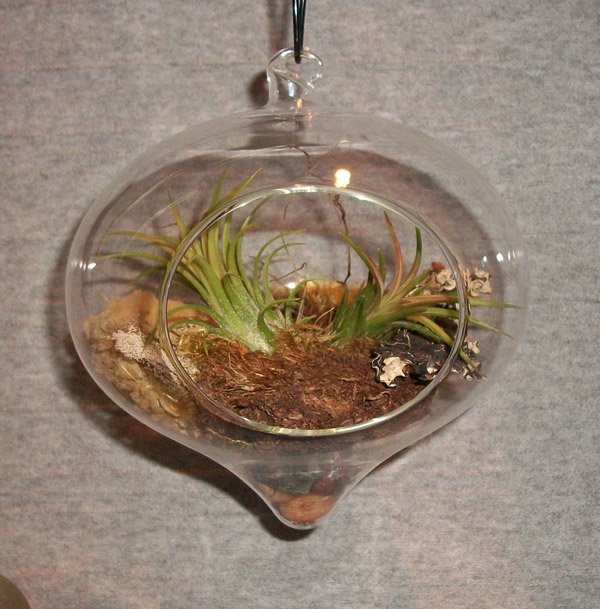 Aquarium Pflanztopf Glas Sukkulenten immergrüne Pflanzen