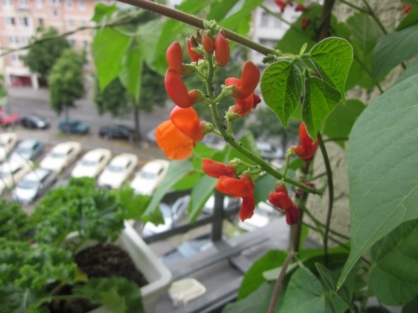 Feuerbohnen Balkon terrasse Tipps Gemüsegarten