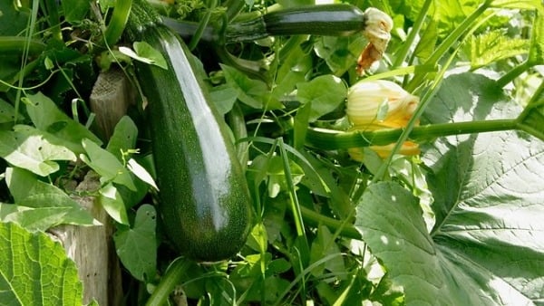 Garten Balkon-zucchini anbauen Tipps-Topfpflanzen Blumen-Kasten