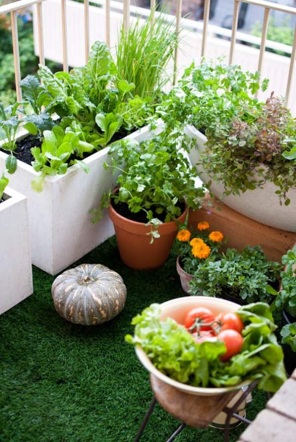 Gemüsesorten auf dem Balkon kräuter-Salad Tomaten-Gurken -Garten