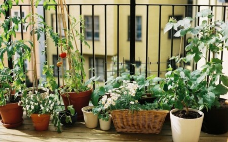 Gemüse auf dem Balkon-züchten geeignete Sorten-Tipps Lage