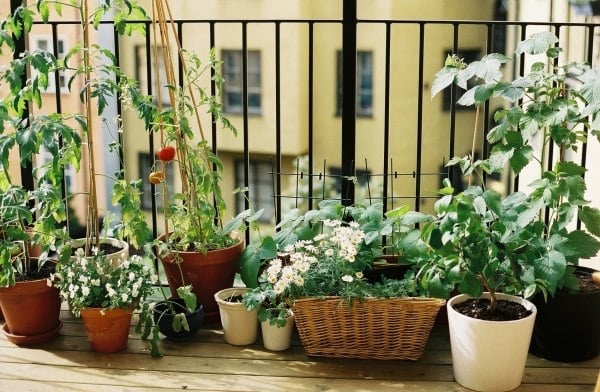 Gemüse auf dem Balkon-züchten geeignete Sorten-Tipps Lage