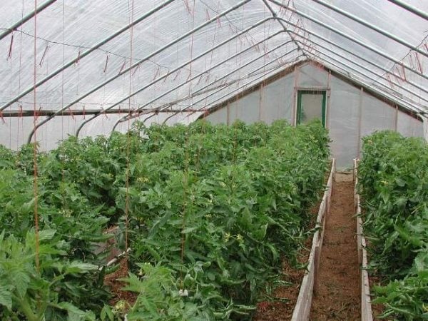 Gewächshaus bauen-Tipps Hobby Gärtner Materialien-Tomaten anbauen Orangerie