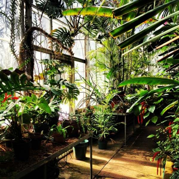 Haus-Garten Begrünt-Indoor Verglasung-Pflanzen Überwinterung Möglichkeiten