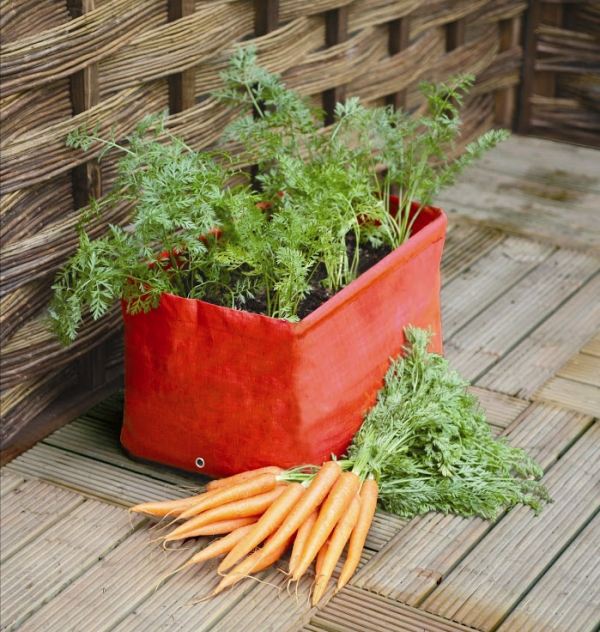 Karotten Sorten anbau Tipps zur Gemüse auf dem Balkon 