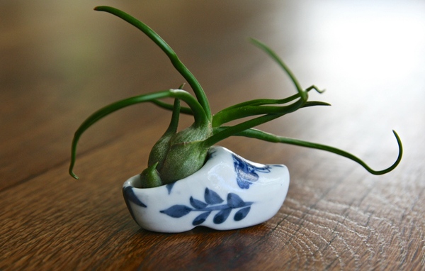 Keramik Blumentopf Sukkulente Pflanzen pflegen Tipps Ideen