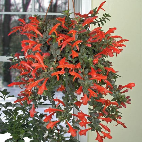 Kolumnee pflegetipps Blühten Begrünung-Ideen Indoorpflanzen