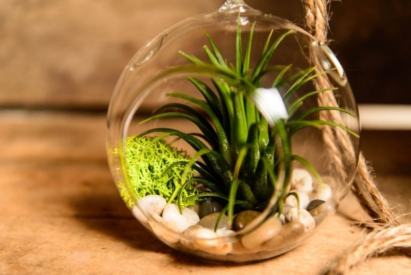 Pflanzen-Terrarium Anzucht-von Pflanzen-gegen Stress abbauen ideen
