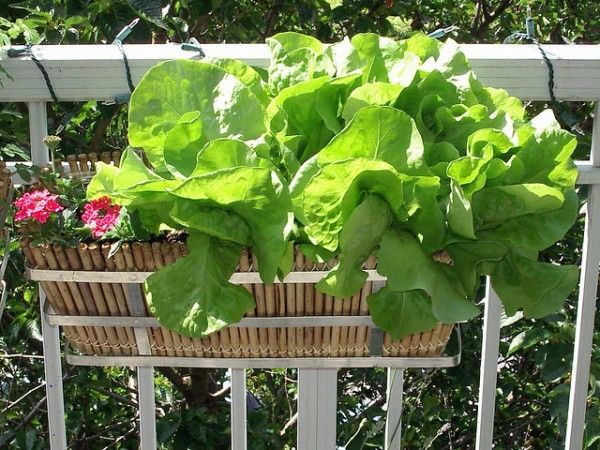 Grünsalat Blattsalat Balkon Töpfe Kübelpflanzen-Mini Garten Anzucht