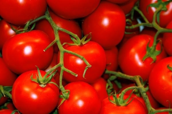 rote Cherry Tomaten Anbau Topf-Kübel Balkon Gemüse Anpflanzen