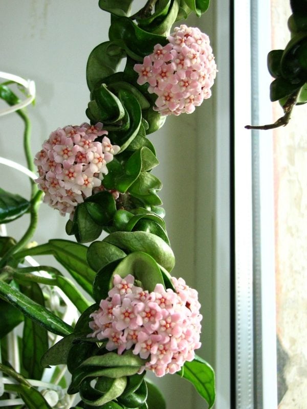 Wachsblume zimmerpflanzen Hoya-Indoor Pflanzen-Anbauen Pflegetipps