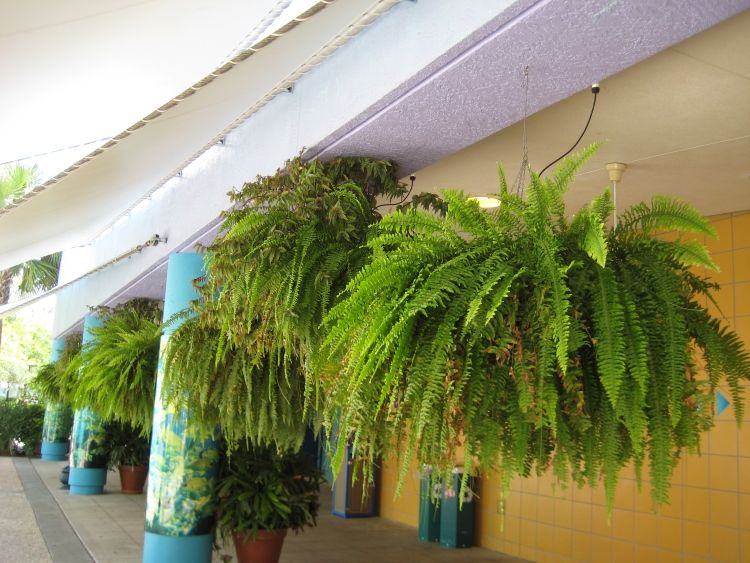 hangende-zimmerpflanzen-farne-outdoor-terrasse-begruenung