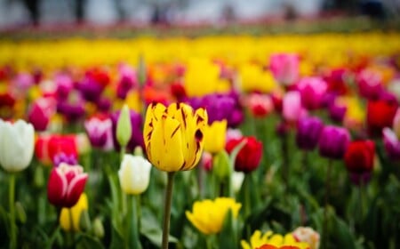 tulpen-im-garten-pflanzen-gelb-lila-rot-farben
