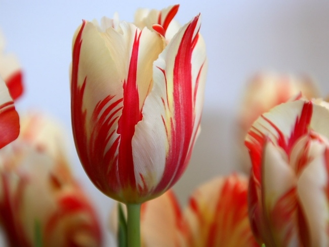 tulpen im garten pflanzen rot weiß blätter