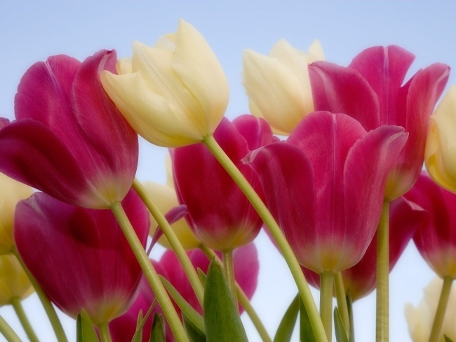 tulpen im garten pflanzen tipps geschichte
