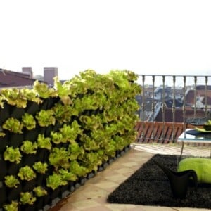 vertikaler Gemüse Garten Balkon Pflegetipps Sommer sonnig Windschutz