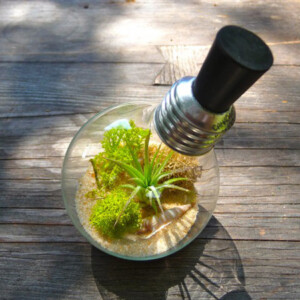wunderschöner Mini Terrarium Sukkulenten Glühbirne sammeln