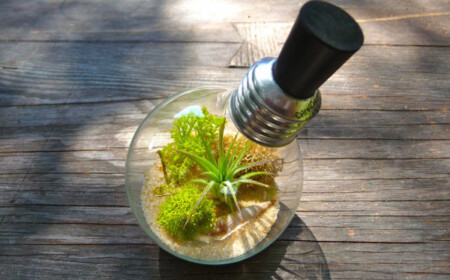 wunderschöner Mini Terrarium Sukkulenten Glühbirne sammeln
