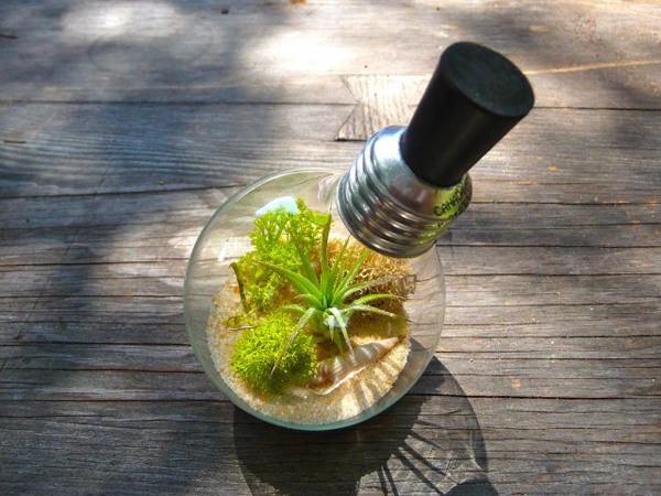 Mini Terrarium Sukkulenten Glühbirne sammeln