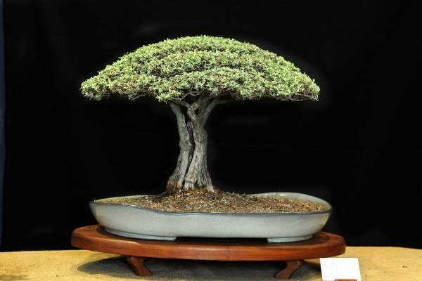 Akazie grün-bonsai baum-pflegetipps Standort bewässerung
