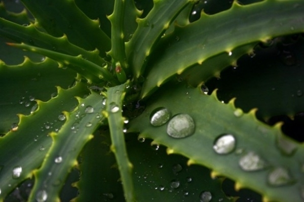Aloe Vera pflanzen dunkel grüne fleischige Blätter-Wassertropfen 