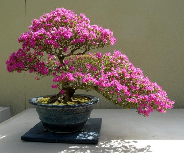 Azalee blüten-pink Busch-Bonsai Arten geeignet-Pflegetipps