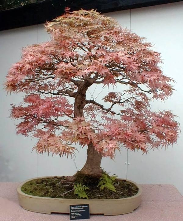 Bonsai bäume Ahorn-orange rote-Blätter züchten tipps