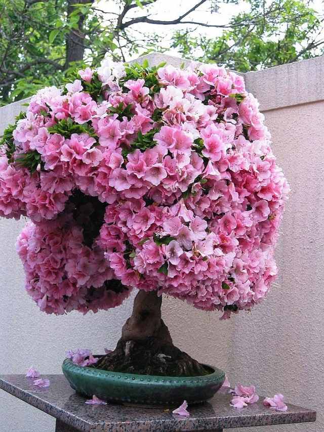 Bonsai baum rosa blüten kleine gärten geeignet