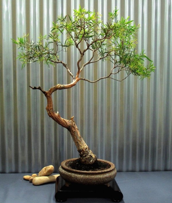 Eucalyptus bonsai-immergrüne Büsche tischdeko ideen
