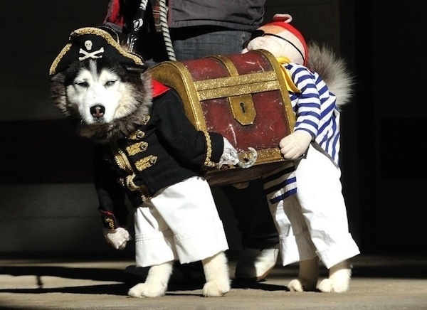 Fasching Ideen-originell Hunde-verkleidung Piraten-Kiste Schatz Kostüm