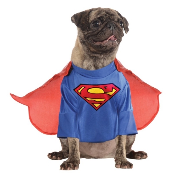 Mops Hund Faschingskostüme ideen-Haustier Superman-Karneval 