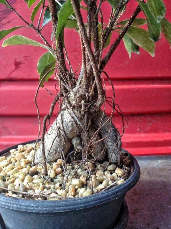 Ficus-Ginseng rund um Pflege Bonsai-baum Erde