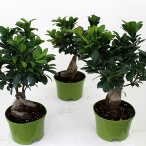 Ficus Ginseng Zimmerpflanze-Topf kunststoff grün-tipps pflege