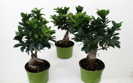 Ficus Ginseng Zimmerpflanze-Topf kunststoff grün-tipps pflege